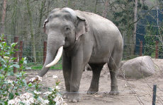olifanten002001.jpg
