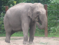 olifanten003001.jpg